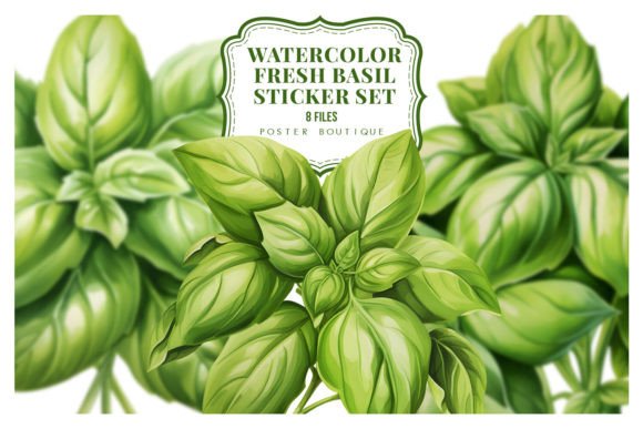 Download Watercolor Fresh Basil Clipart Set - Basil Collection