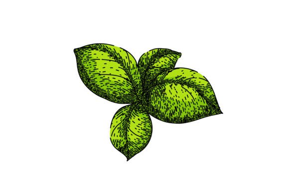 Download Basil Leaf Herb Spice Sketch Hand Drawn - Basil Collection