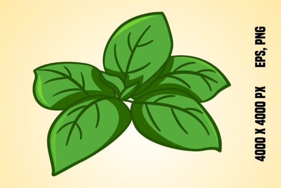 Download Fresh Green Basil Leaves - Basil Collection
