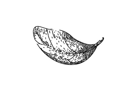 Download Basil Leaves Herb Sketch Hand Drawn - Basil Collection