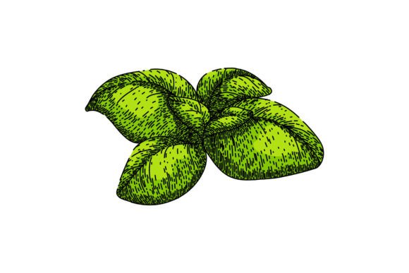 Download Basil Leaf Herb Fresh Sketch Hand Drawn - Basil Collection