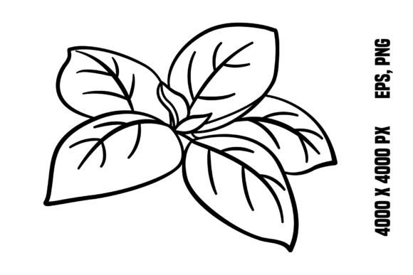Download Fresh Basil Leaves for Coloring - Basil Collection