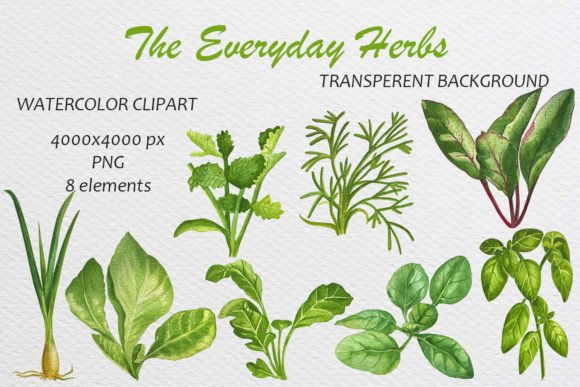 Download Watercolor Basil Dill Cilantro Arugula. - Basil Collection