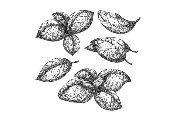 Download Basil Leaf Herb Set Sketch Hand Drawn - Basil Collection