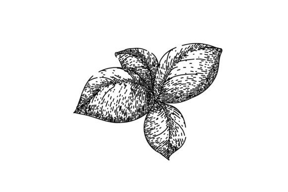 Download Basil Leaf Herb Spice Sketch Hand Drawn - Basil Collection