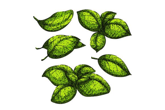 Download Basil Leaf Herb Set Sketch Hand Drawn - Basil Collection