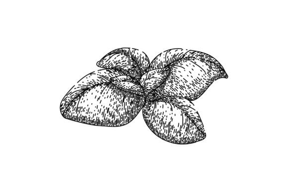 Download Basil Leaf Herb Fresh Sketch Hand Drawn - Basil Collection