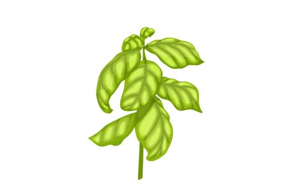 Download Basil Pesto Plant Cartoon Vector - Basil Collection